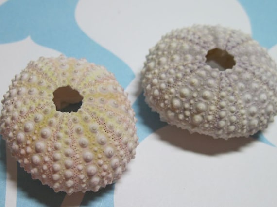 2 Mini Sea Urchins Pink and Lavender Beauties Il_570xn
