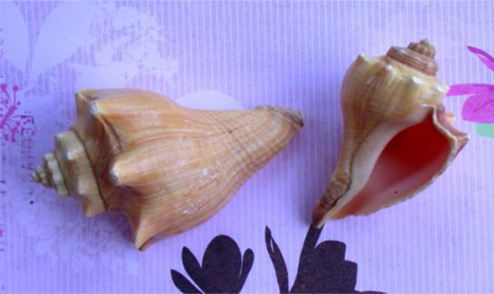 Irregular Mini Conch Shell 555 Etsy