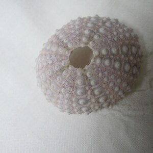 Beach Sea Urchins Natural Genuine Mini Lavender Sea Urchin 076 image 3