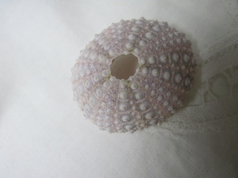 Beach Sea Urchins Natural Genuine Mini Lavender Sea Urchin 076 image 3