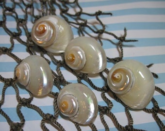 White Pearlized Seashells Delphinula Turbos