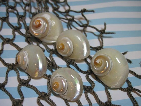 White Pearlized Seashells Delphinula Turbos Il_570xn