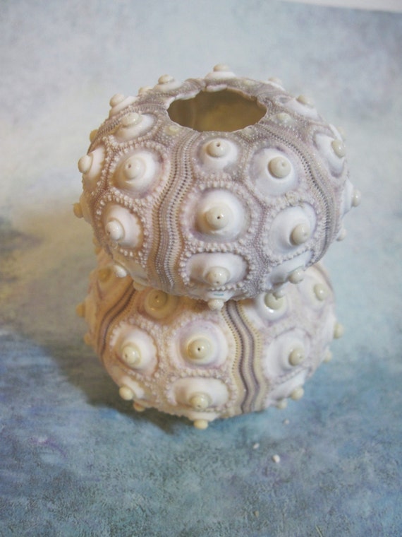 Sputnik Sea Urchins - 2 urchins Il_570xn