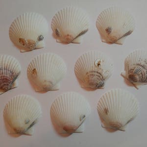 Scallop Shells - From Crystal River, FLorida - Freshly Caught by me - Shells - Seashells - White Seashells - 10 Natural Shells  #127