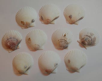 Scallop Shells - From Crystal River, FLorida - Freshly Caught by me - Shells - Seashells - White Seashells - 10 Natural Shells  #127