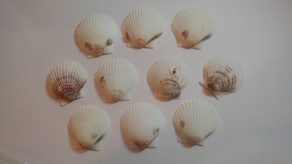 Scallop Shells - From Crystal River, FLorida - Freshly Caught by me - Shells - Seashells - White Seashells - 10 Natural Shells #127 Il_570xn