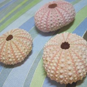 3 Mini Pink Sea Urchins Pretty Sea Creatures