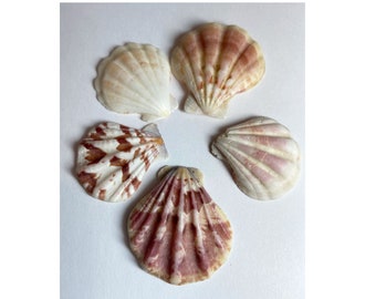 Cockle Shells 1.5"   Cockle Tricardium Seashells  Scallop Shells in shades of Purples & White  shipping included