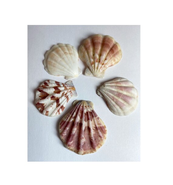 Cockle Shells 1.5" Cockle Tricardium Seashells Scallop Shells in shades of Purples & White shipping included Il_570xn