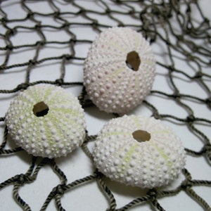May include: Three white sea urchins with green accents are arranged on a brown fishing net. The sea urchins are a natural, organic material.