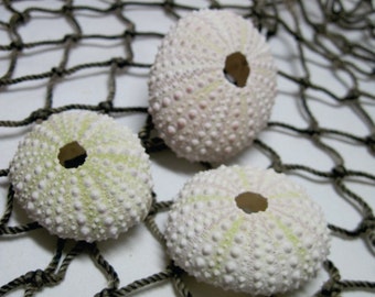 Beach Seashells Mini Sea Urchins Light greenish sea urchins 803