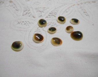 Cat's Eye Shells - 10 Green and brown 103