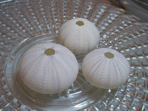 Purple Sea Urchins, White Urchins, Sea Urchin Purple, White with a hint of Lavender, Urchin Shell, Beach Decor, 3 urchins Il_570xn