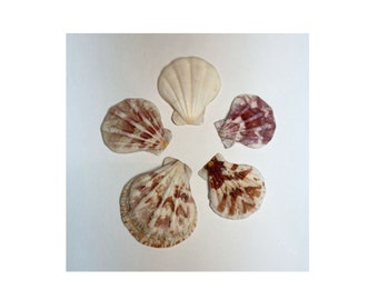 Cockle Shells 1.5"   Cockle Tricardium Seashells  Scallop Shells in shades of Purples & White  shipping included