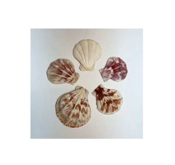 Cockle Shells 1.5" Cockle Tricardium Seashells Scallop Shells in shades of Purples & White shipping included Il_570xn
