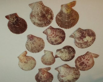 Scallop Shells - Small Seaside Scallop Shells - Rustic and Natural - shells #127