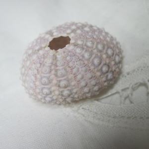 Beach Sea Urchins Natural Genuine Mini Lavender Sea Urchin 076 image 1