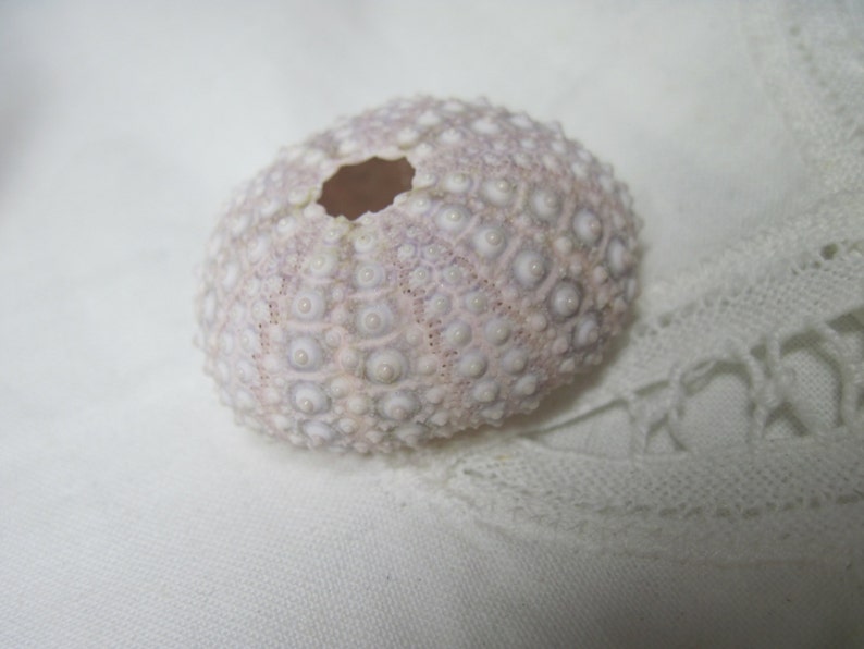 Beach Sea Urchins Natural Genuine Mini Lavender Sea Urchin 076 image 1