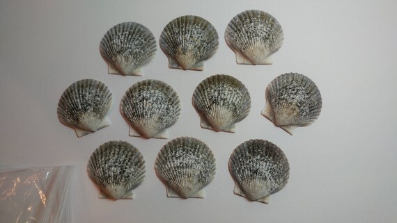 Genuine Scallop Shells - From Crystal River, FLorida - Freshly Caught by me - Shells - Seashells - Grey Seashells - 10 Natural Shells #114 Il_570xn