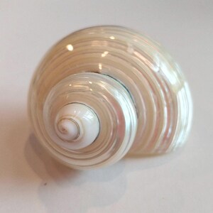 May include: A pearlescent, spiral-shaped seashell with a smooth, glossy surface. The shell's colors range from creamy white to light tan, with subtle pink and iridescent highlights. The shell's form is a natural, organic shape.