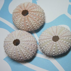 Pink Sea Urchins Light Pink Genuine Sea Urchins Beach Decor image 1