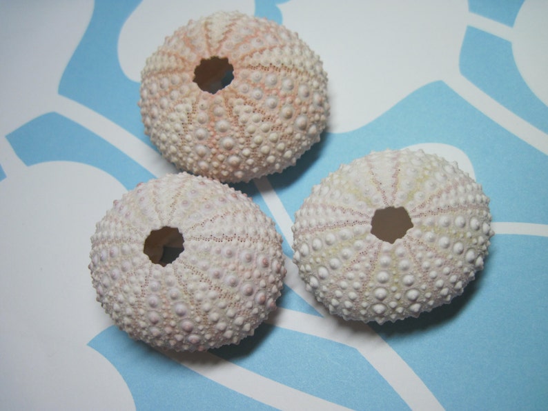 Pink Sea Urchins Light Pink Genuine Sea Urchins Beach Decor image 1