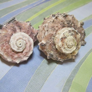 2 lavender seashells Delpinula Pearlized turbos 570