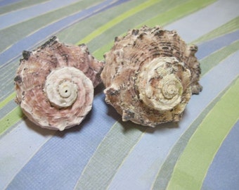 2 lavender seashells Delpinula Pearlized turbos 570