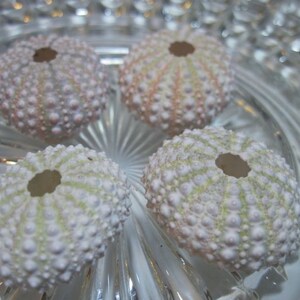 4 Mini Sea Urchins - Unique Creatures