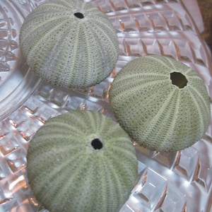 Green Sea Urchins  - Urchin - Beach craft ideas