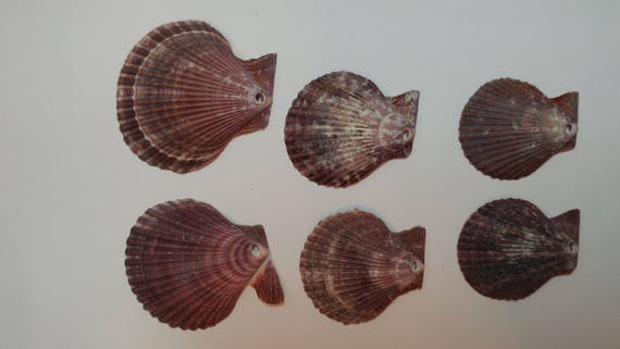Scallop Shells - Pre drilled shells - Predrilled for Wiring - Small Seaside Scallop Shells - Rustic and Natural - shells #122 Il_570xn