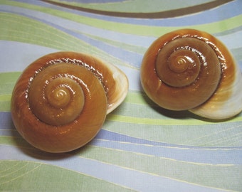 Brown Snail Seashells for Beach Wedding Favors 603