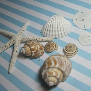 Seashells Arks, Brown Sundial Shells, Turbos, Sandollar and White Starfish Mixed Lot 248