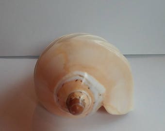 Voluta Nobilis Conch Seashell -  - Peachy Seashells - Shell - Large Polished Shell - Ring Bearer Shell 6 inch #125
