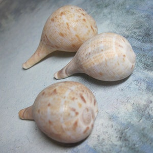 May include: Three seashells with a light brown and white mottled pattern. The shells are pointed at one end and rounded at the other.