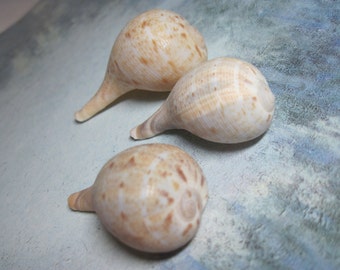 May include: Three seashells with a light brown and white mottled pattern. The shells are pointed at one end and rounded at the other.