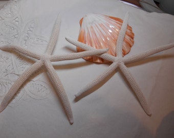 White Starfish - Fingerling Starfish - Sea star -  7.5 inch
