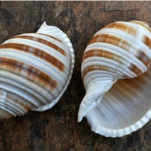 Banded Tonna Sulcosa Seashell 758