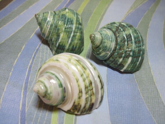 Mini Jade Turbo Shell 965- Polished Il_570xn