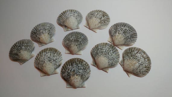 Genuine Scallop Shells - From Crystal River, FLorida - Freshly Caught by me - Shells - Seashells - Grey Seashells - 10 Natural Shells #101 Il_570xn