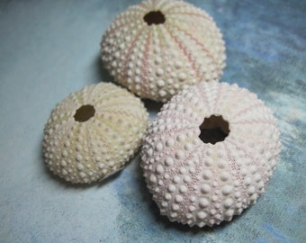 Seashells Sea Urchins 3 Mini Sea Urchins 380  - Pale Pinks and Peachy