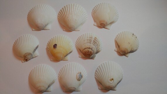 White Scallop Shells - shipping balance Il_570xn