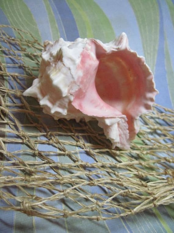 2 Pink Murek Shells Il_570xn