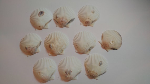 Scallop Shells - From Crystal River, FLorida - Freshly Caught by me - Shells - Seashells - White Seashells - 10 Natural Shells #125 Il_570xn