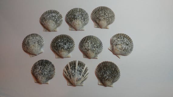 Genuine Scallop Shells - From Crystal River, FLorida - Freshly Caught by me - Shells - Seashells - Grey Seashells - 10 Natural Shells #115 Il_570xn