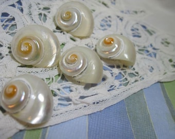 White Wedding Pearlized Delphinula Seashell Turbos 624- Polished