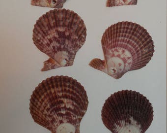 Scallop Shells - Pre drilled shells - Predrilled for Wiring - Small Seaside Scallop Shells - Rustic and Natural - shells #121