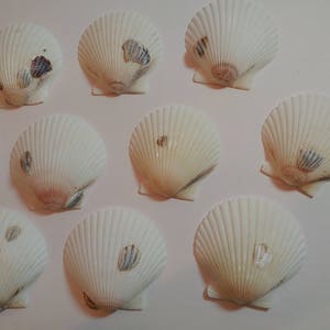 White Scallop Shells - From Crystal River, FLorida - Freshly Caught - Shells - Seashells - White Seashells - 10 Natural Shells  #140