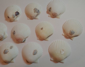 White Scallop Shells - From Crystal River, FLorida - Freshly Caught - Shells - Seashells - White Seashells - 10 Natural Shells  #140