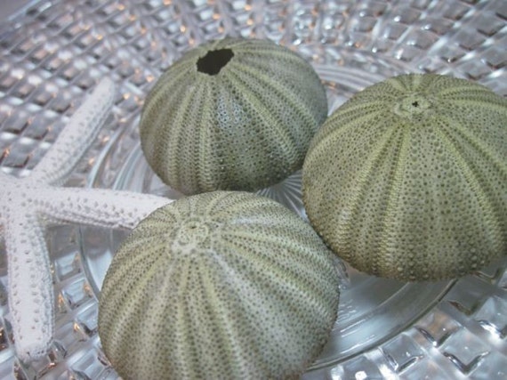 Green Sea Urchins - Unique Creatures to use in your jewelry making or crafting Il_570xn